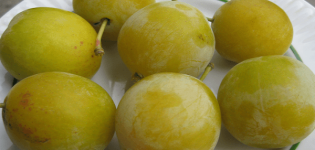 Description de la variété de prune Firefly, dates de plantation, culture et entretien