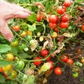 Descripción de la variedad de tomate Prince Borghese, características de cultivo y rendimiento.