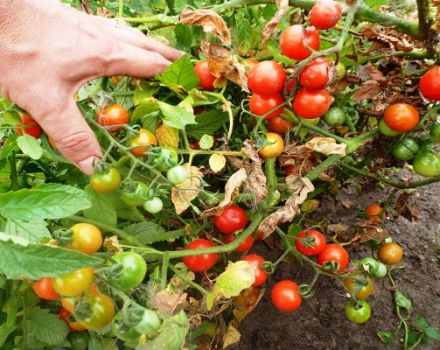 Beskrivning av tomatsorten Prince Borghese, funktioner för odling och avkastning