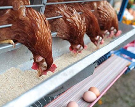 How much fishmeal to give to laying hens, the benefits and rules for using different types