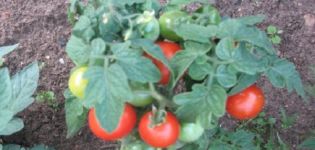 Descrierea și caracteristicile soiului de tomate Plyushkin f1