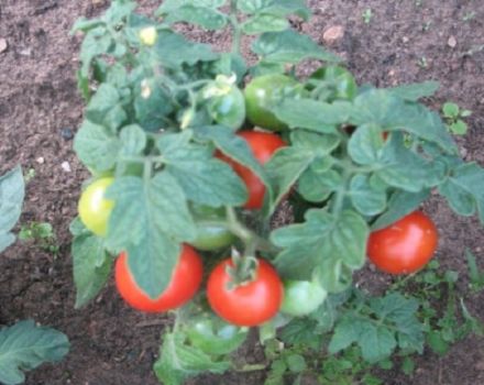 Descrizione e caratteristiche della varietà di pomodoro Plyushkin f1