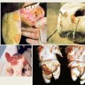 De veroorzaker en symptomen van mond- en klauwzeer bij runderen, behandeling van koeien en mogelijk gevaar