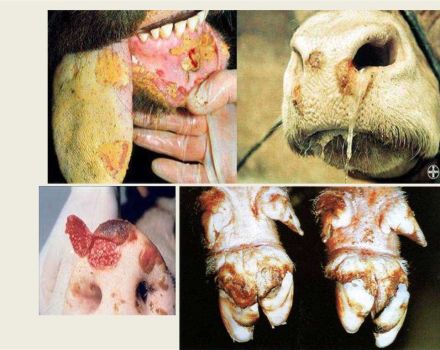 De veroorzaker en symptomen van mond- en klauwzeer bij runderen, behandeling van koeien en mogelijk gevaar