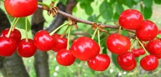 Características y descripción del cultivar, polinizadores y variedades de cereza Shpanka temprana.