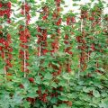 Plantera, odla och ta hand om röda vinbär i det öppna fältet