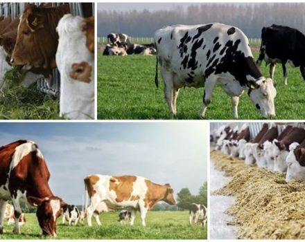 Одређивање крмних крава и припрема оброка, рачунајући потрошњу хране