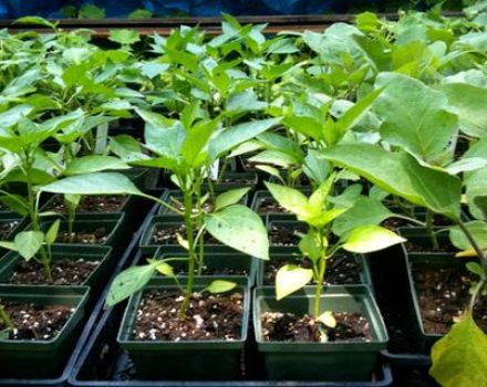 Uzroci i liječenje bolesti paprike, kada sadnice imaju prištiće i lišće curl