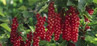 Beskrivning och egenskaper för röda vinbärsorter Rovada, plantering och vård