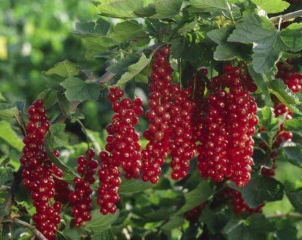 Beskrivning och egenskaper för röda vinbärsorter Rovada, plantering och vård