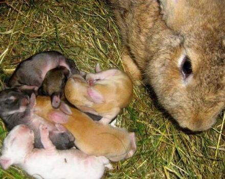 Hvor mange dage efter fødslen kan du begynde at ske kanin og teknologi