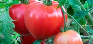 Description de la variété de tomate Juliet, ses caractéristiques