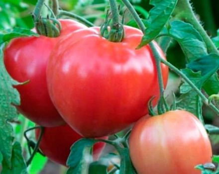 Beskrivelse af Juliet-tomatsorten, dens egenskaber
