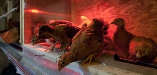 Durata delle ore diurne per galline ovaiole in inverno, regole e regime di illuminazione