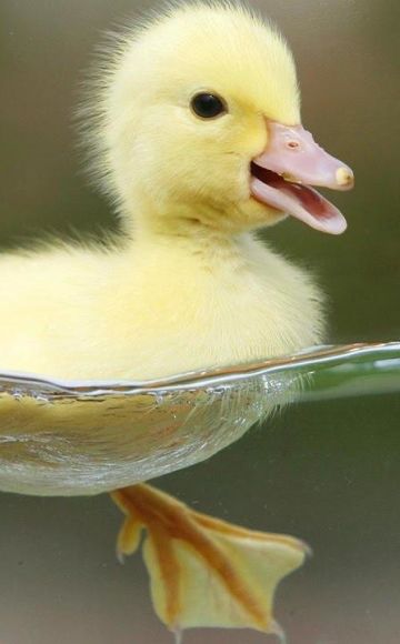 What to give ducklings to treat diarrhea at home and prevention