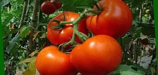 Descripción y características de las variedades en crecimiento de tomate Perseus.