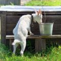 Perché le capre non bevono acqua e come addestrarle, cosa fare se hanno bevuto sapone