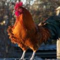 Kann eine Henne ohne Hahn Eier legen, braucht sie einen Vogel für die Eierproduktion?