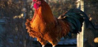 Ar višta be gaidžio gali dėti kiaušinius, ar jai reikia paukščio kiaušiniams gaminti?