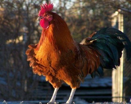 Kann eine Henne ohne Hahn Eier legen, braucht sie einen Vogel für die Eierproduktion?