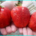 Beskrivning och egenskaper för jordgubbsorten Asien, avkastning och odling