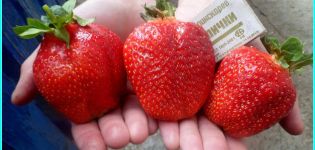 Description and characteristics of the strawberry variety Asia, yield and cultivation