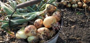 Kiedy musisz zbierać cebulę w regionie moskiewskim i regionie w 2020 roku do przechowywania?