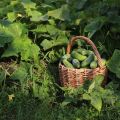 Περιγραφή της ποικιλίας των αγγουριών Emerald οικογένεια, χαρακτηριστικά καλλιέργειας και φροντίδας