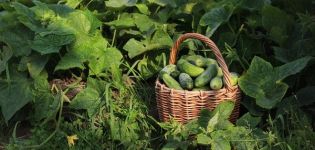 Beschreibung der Gurkensorte Smaragdfamilie, Merkmale des Anbaus und der Pflege
