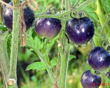 Pomidorų veislės Mėlyna puokštė savybės ir aprašymas, derlius