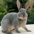 Opis a charakteristika králikov Rex, pravidlá údržby
