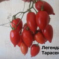 Egenskaper och beskrivning av tomatsorten Legenda Tarasenko (multiflora), dess utbyte