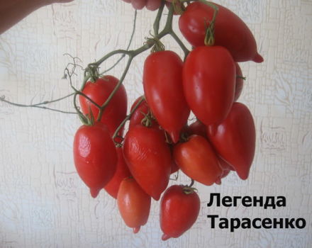 Característiques i descripció de la varietat de tomàquet Legenda Tarasenko (multiflora), el seu rendiment