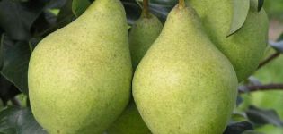 Description and characteristics of pears of the Enchanting variety, planting technology and care