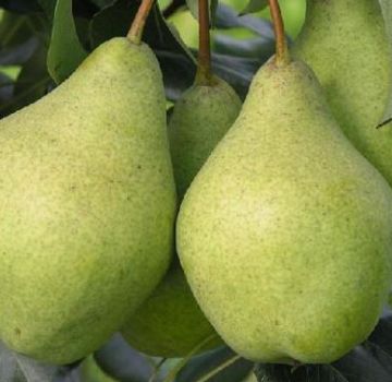 Beskrivning och egenskaper hos päron av den förtrollande sorten, planteringsteknik och vård