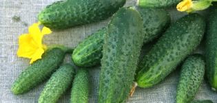 Shchedryk salatalık çeşitlerinin tanımı, yetiştiriciliği