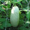 Beskrivning av sorter av vita gurkor som växer och tar hand om dem