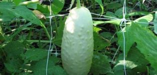 Beskrivning av sorter av vita gurkor som växer och tar hand om dem