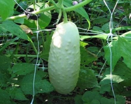 Beskrivelse af sorter af hvide agurker, der vokser og plejer dem