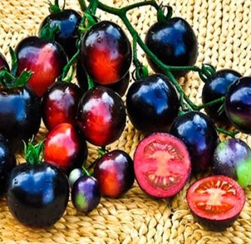 A fekete szőlő paradicsomfajtájának jellemzői és leírása, termése