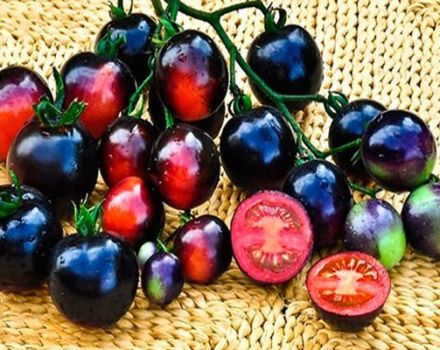 Egenskaper och beskrivning av Black Bunch-tomatsorten, dess utbyte