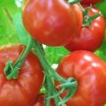 Caracteristici și descriere a soiului de tomate Khlynovsky