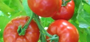 Pomidorų veislės Chalnovsky charakteristikos ir aprašymas