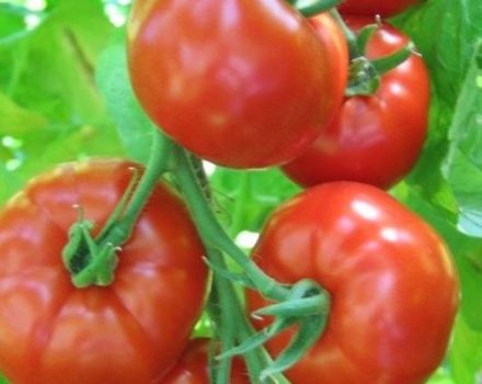 Características y descripción de la variedad de tomate Khlynovsky.