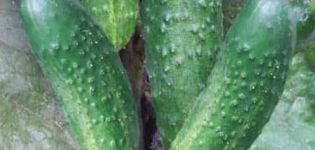 Beschrijving van de variëteit aan komkommers Brother Ivanushka, kenmerken van teelt en verzorging