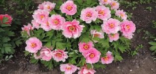 Differences and characteristics of the tree peony and herbaceous peony
