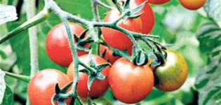 Charakteristika a opis odrody rajčiaka kráľa raného, ​​jeho výnos