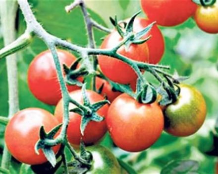 Caractéristiques et description de la variété de tomate King of the Early, son rendement