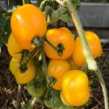 Pomidorų „Amber Heart“ veislės ir jos savybių aprašymas