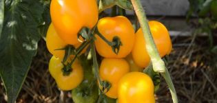 Beskrivning av Amber Heart-tomatsorten och dess egenskaper